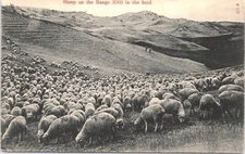 Sheep on the range 3000 in the herd halftone Morris & Kirby Chinook Postcard