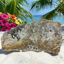 Fossilized Coral, slab, Indonesia, cabbing rough, #R-6994