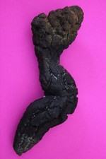 Giant Lizard Poop 5 Million Years Old Genuine Real Fossil Dinosaur Girl COA S11