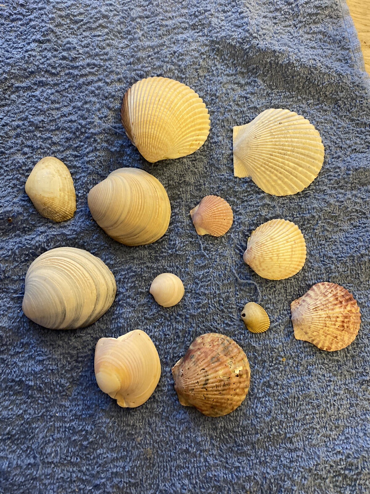 Fan Sea Shells Assorted Fan Seashells | eBay