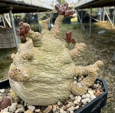 Rare Plant Cacti Pseudolithos migiurtinus WYSIWYG Own Root Boutique Garden Sale