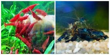 5 1 Fire Red  5 1 Blue Rili Freshwater Neocaridina Aquarium Shrimp