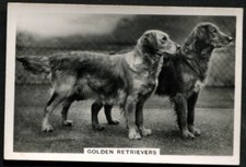 Tobacco Card, Senior Service, DOGS, DOG BREEDS, 1939, Golden Retrievers, #38