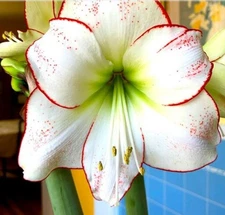 'Picasso' Amaryllis Bulb – Giant 34/36 Size from Blue Buddha Farm