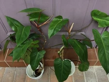 Philodendron erubescens rooted  Blushing Red Leaf Red Emerald Aroid houseplant 