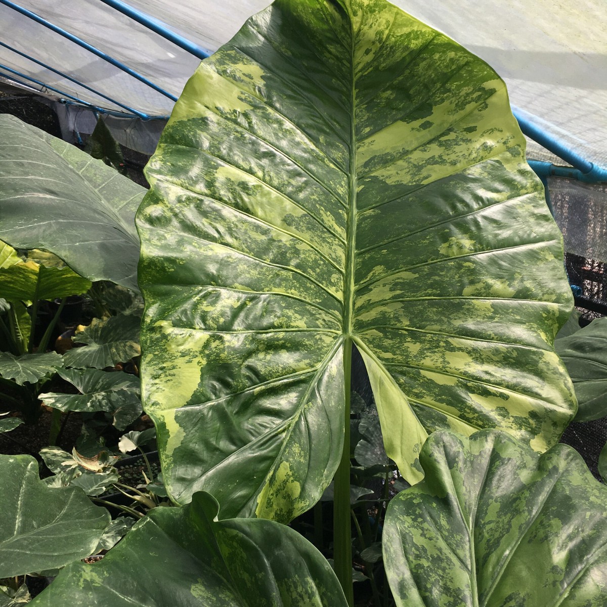 Alocasia Macrorhiza Schott. Aurea Variegated Free Phyto Cert. | eBay