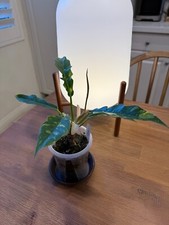 Philodendorn Ring of Fire Variegated 4"  2304 Exact Plant US Seller