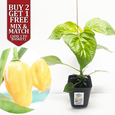 Habanero Pink RARE Chilli Pepper Potted XXL Plug Plant 10-15cm