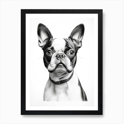 Boston Terrier Hund, Linienzeichnung 1 gerahmtes Wandbild Poster Leinwanddruck Bild