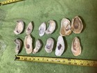Lot of 90 Atlantic Oyster Shells 4 To 2.75 Inches   Long Polished In The Ocean — photo 10