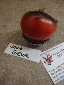 Jolie Coeur Tomato 5 Seeds Heirloom Beautiful And Special P 012 Ebay