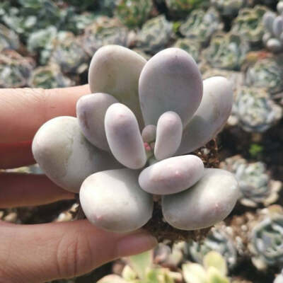 Pachyphytum oviferum - Pink Moonstone | eBay