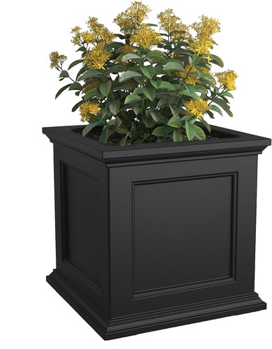 boxwood bonsai tree Buxus Boxwood varieties Bonsai Trees  Bella Bonsai Nursery