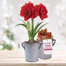 Garden State Bulb Red Double Amaryllis Bulb Gift Kit, 26/28cm, Zinc Planter