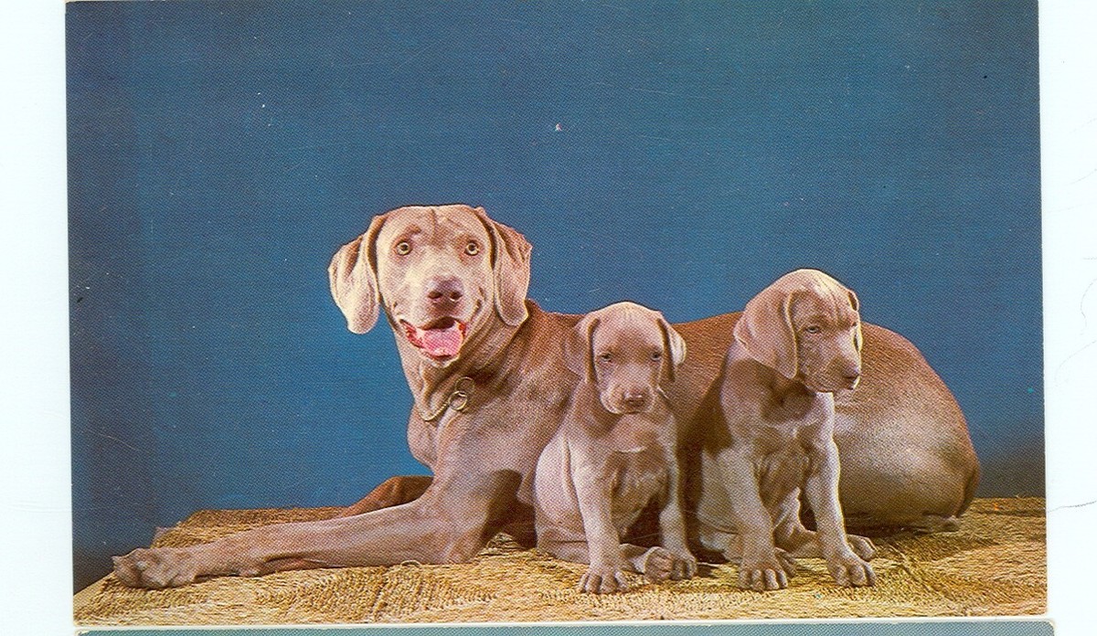 Miniature Weimaraner Weimaraner Mini Weimaraner Puppies For Sale