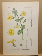 1886 ANTIQUE LITHOGRAPH ILLUSTRATION BOTANY FLOWER FLORA NATURE DECOR PICTURE...