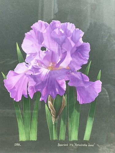 Sally Kerr-Signed-Bearded Iris-Botanical Study-Gouache On Paper-Framed-25x20cm - Picture 15 of 15