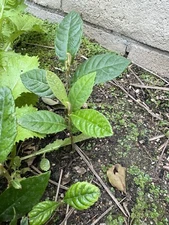 2 LOQUAT FRUIT TREE 6 Months Old Tree -NO POT- 4”+ FREE SHIPPING Ready To Plant