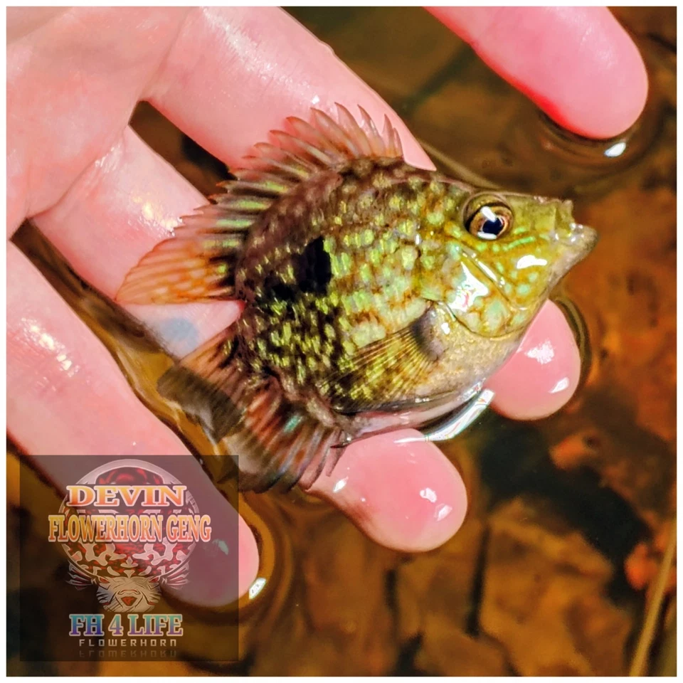 1x Colored Up Male SRT SB x Crystal Parrot Cichlid 3"(FUTURE FATHER)  - Image 2 of 4