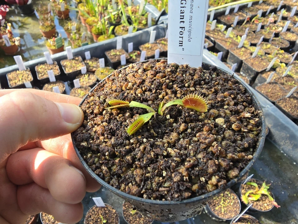 Dionaea muscipula "GJ Giant Form", fleischfressende Pflanzen, Venusfliegenfalle - Bild 1 von 1