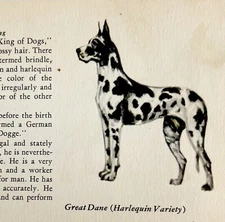 Harlequin Great Dane 1939 Dog Breed Art Ole Larsen Color Plate Print PCBG18