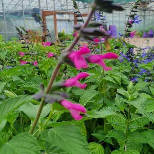 Salvia ‘Pink Amistad’ Pink/ White Flower Well Drained Hardy Summer Colour - Picture 5 of 9
