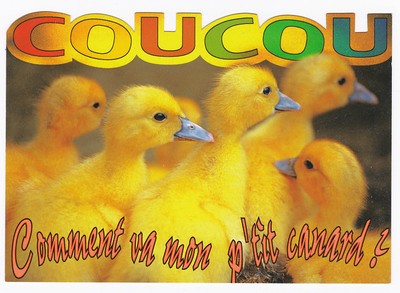 Canard Canetons Carte Postale N 339 71 Coucou Comment Va Mon P Tit Canard Ebay Canard Canetons Carte Postale N 339 71 Coucou Comment Va Mon P Tit Canard Ebay