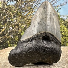 Carcharodon Megalodon Fossil Shark Tooth Grade C Miocene Florida USA