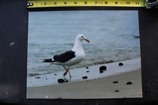 Sea Bird Seagull OG Venice Beach 90's Dogtown Randy Wright Vintage Surfing PHOTO