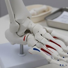 Anatomical Joint Model Anatomically Life Size Joint Skeleton for Doctors