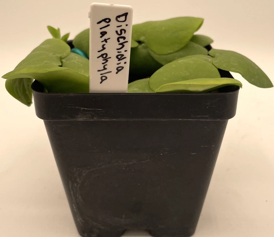 Dischidia platyphylla , 3.5” Pot Epiphyte Mount To Driftwood! - Image 2 of 4