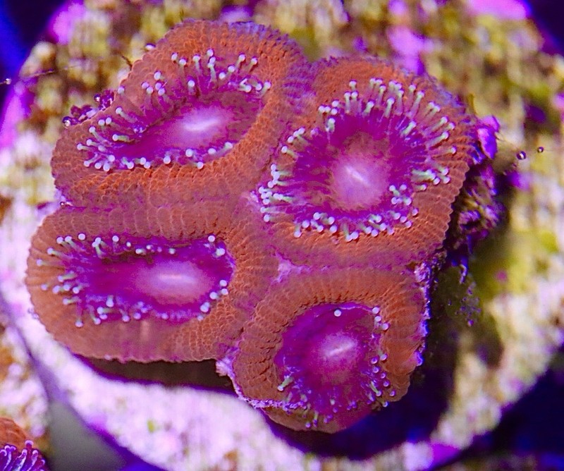 Ultra Acan Coral Frag WYSIWYG Saltwater Aquarium Coral Sale