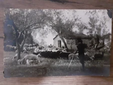 RPPC, Greece, Sheperd with his flock, vintage postcard