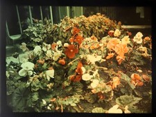 LUMIERE Photographie AUTOCHROME  bouquet de fleurs vers 1900- 1920