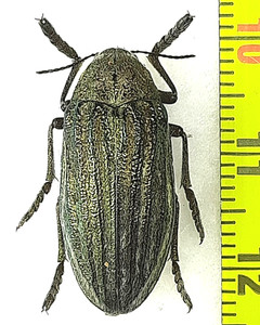Julodis | eBay