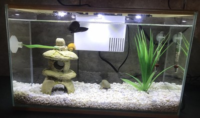 readistart nitrifying bacteria starter