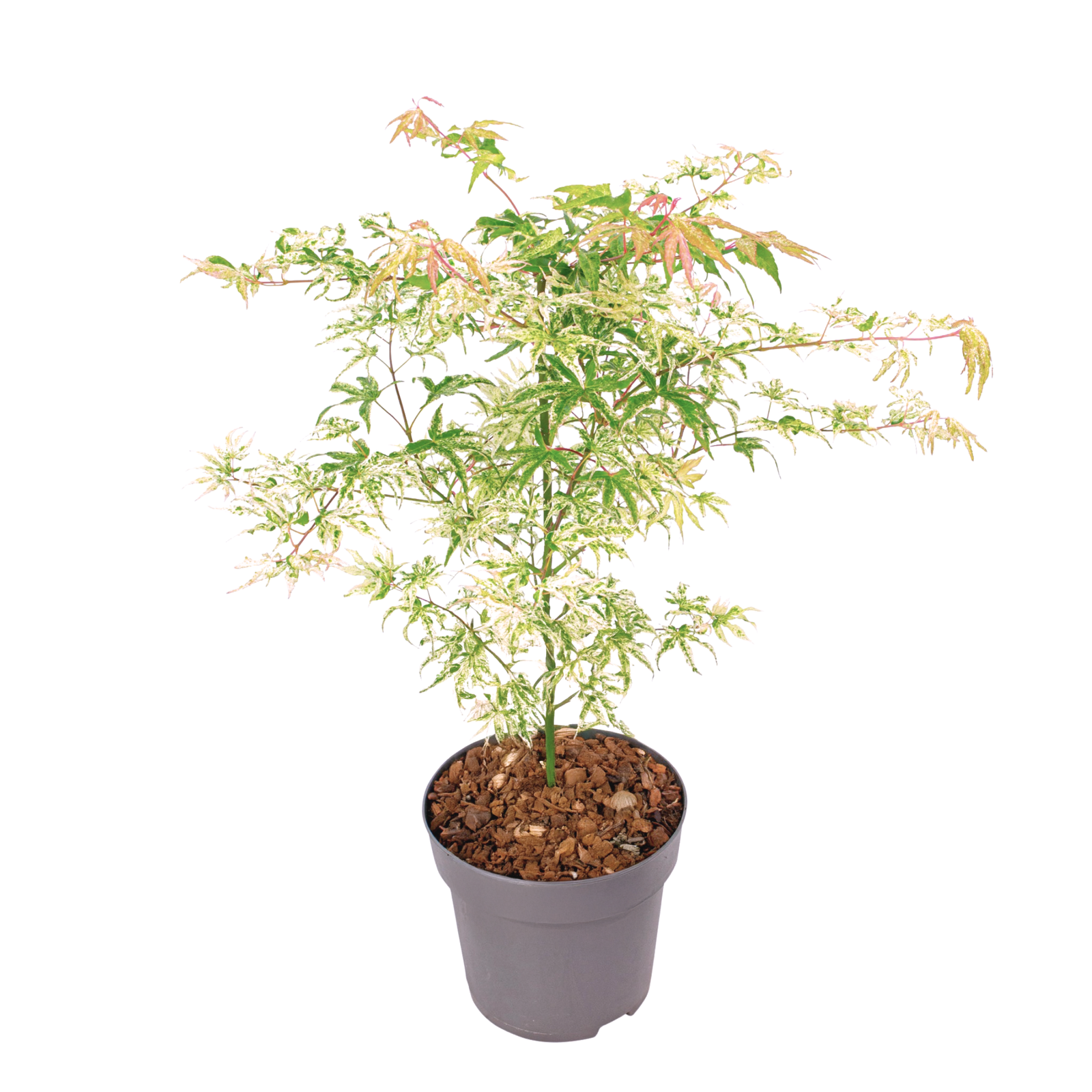 Aceri giapponese - Acer palmatum 'Ukigumo' - Altezza 50-60cm - ⌀19cm