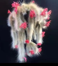 Duo Heads Monkey Tail Hildewinteria Colademoninis Cactus Well Rooted  UK