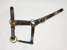 Quality Leather Weanling Halter Single Buckle Havana Brass