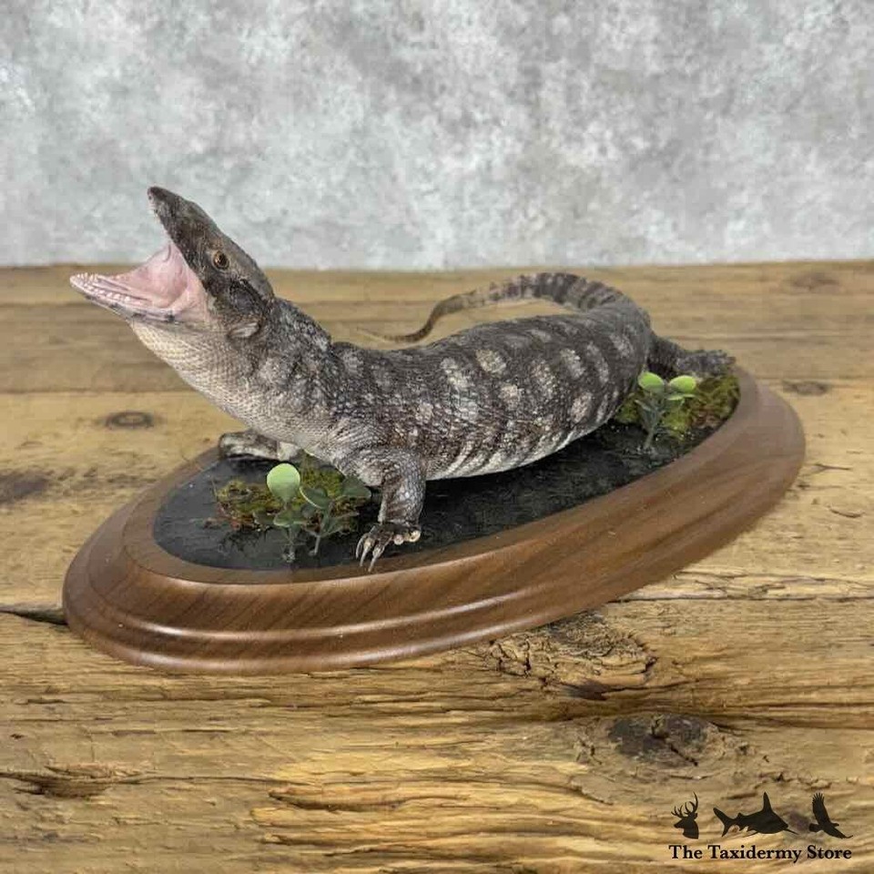 Lizard Racing Mount #30842 EL | Savannah Monitor Lizard Taxidermy Mount For Sale | eBay