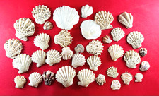 japanese sea glass Surf-Tumble Seashell Set  okinawa shell