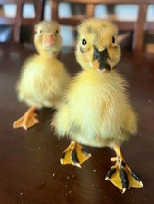 12 Ancona Duck Hatching Eggs   Blue, Silver  Chocolate Color Possibilities