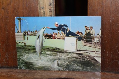 Vintage Postcard Marine Studios Florida Sailor Feeding Porpoise