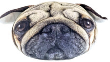 Pug Dog Pillow, 15" x 10.5" Plush, Cotton, Floppy Ears, preowned FF4