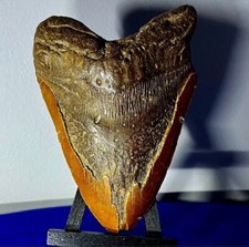 Giant Megalodon Fossilized Shark Tooth, L1: 5.85