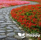 SALVIA SPLENDENS RED - PICCOLO - 50 SEEDS - SCARLET SAGE - Dwarf And Compact