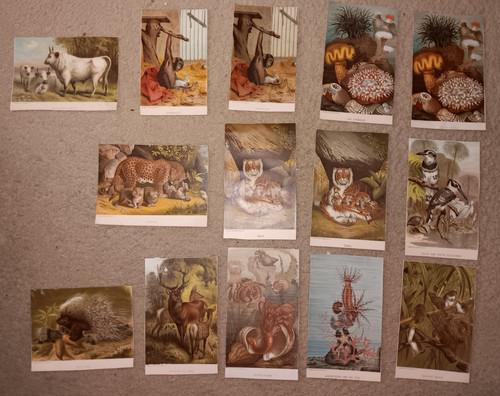 Lot of 14 Selmar Hess Chromolithographs Porcupine, Sea Anemone, Tiger, Chimpanze