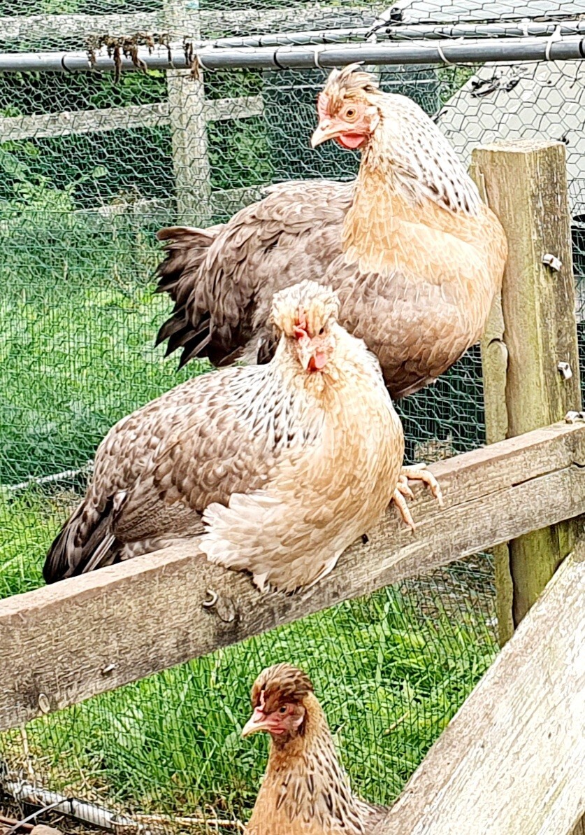 12 Cream Crested Legbar hatching eggs eBay