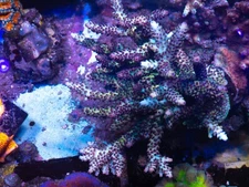 Blueberry Shortcake Acropora Nasuta Coral Frag SPS Zoa LPS Paly Polyps