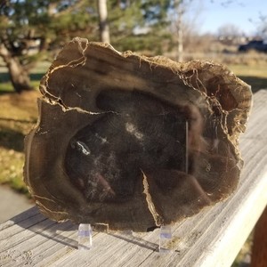 Nice Sweet Home Polished Petrified Wood Slab End Cut Natural Live Edge OR 5x4.5"